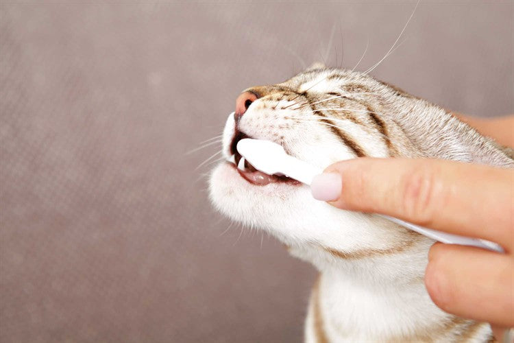 Tandvårdspaket för katt